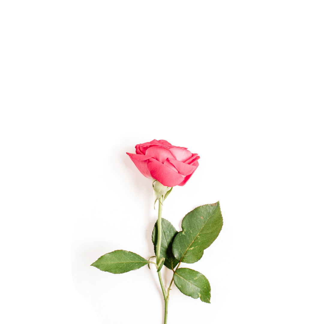 7 Creative Flower Photography Ideas & Tips - Robyn's Academy