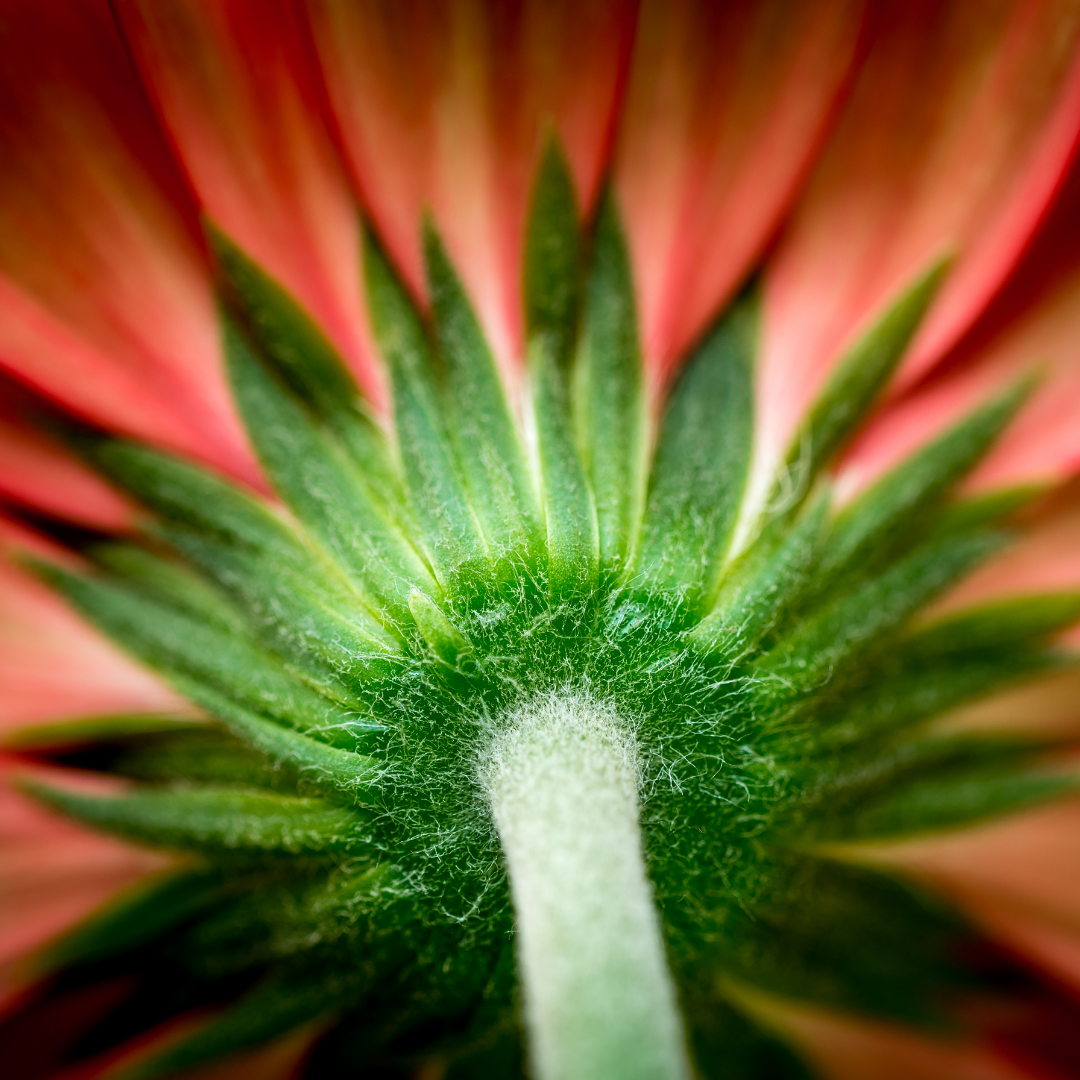 7 Creative Flower Photography Ideas & Tips Robyn's Academy