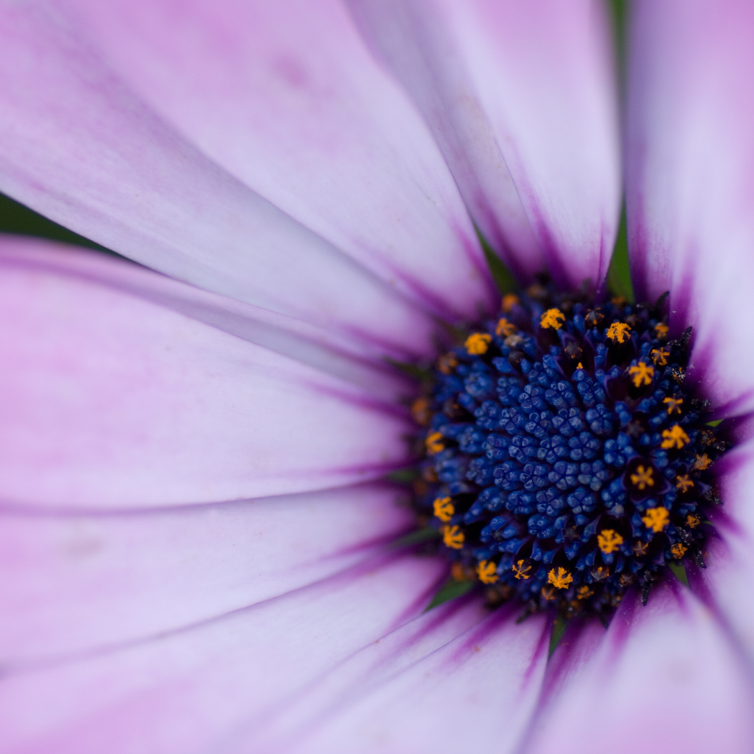 7 Creative Flower Photography Ideas & Tips Robyn's Academy